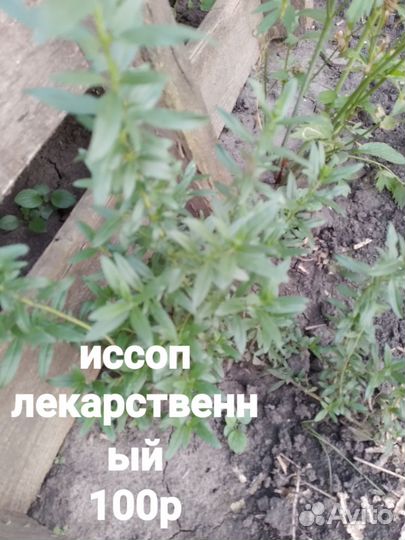 Иссоп, любисток