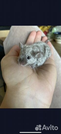 Кудрявые сатиновые мышки