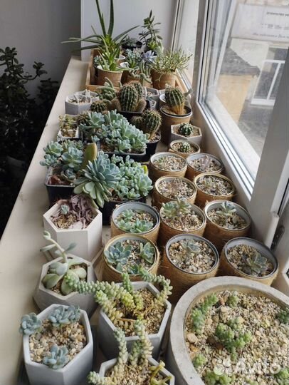 Кактусы и суккуленты