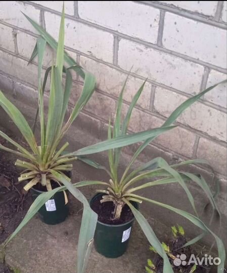 Саженцы Юкки флимантоза (нитчатая)