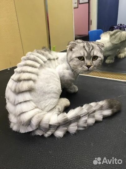 Креативный груминг