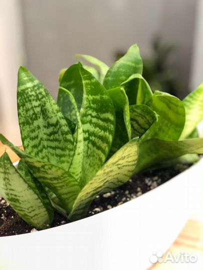 Комнатные растения для интерьера