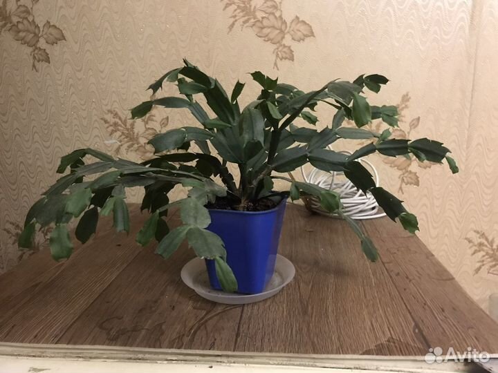 Шлюмберга декабрист