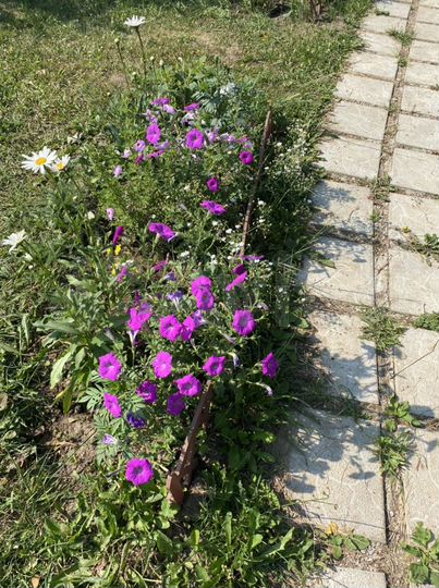 Дача 28 м² на участке 6 сот.