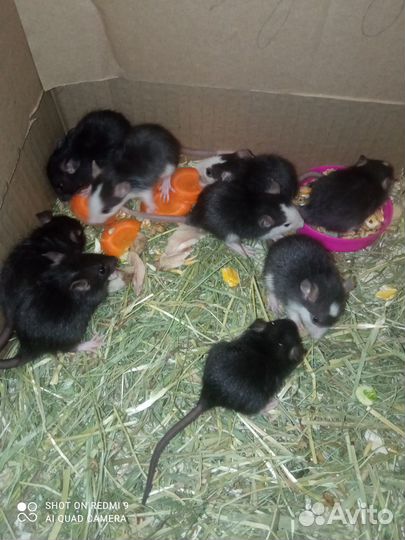 Продаю крысят