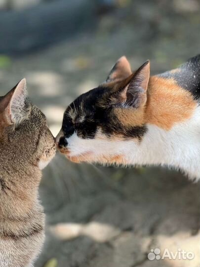 Передержка(как дома) в квартиру в семью (опыт)