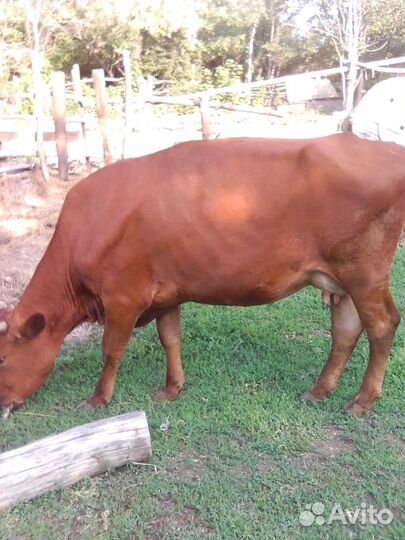 Быки коровы телки бычки