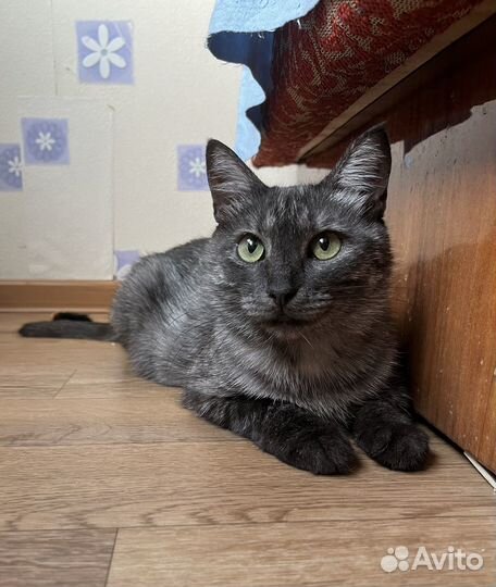 Красивая кошка Софа