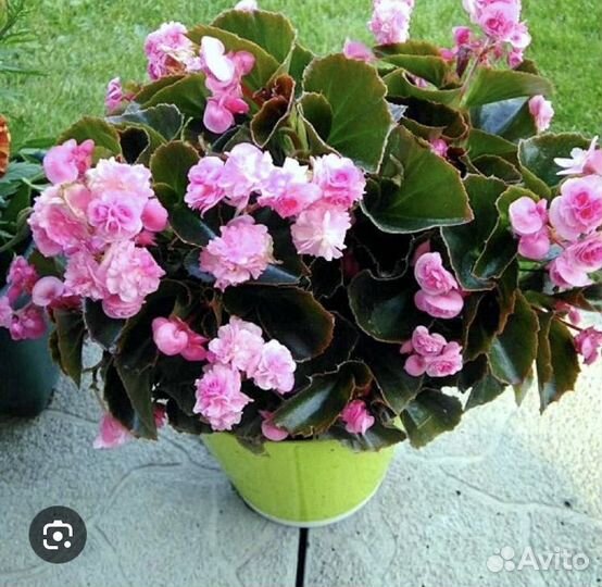 Бегония вечноцветущая
