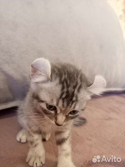 Американский керл котята