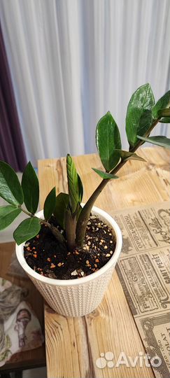 Замиокулькас