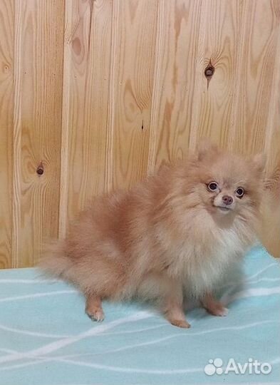 Шпиц мальчик