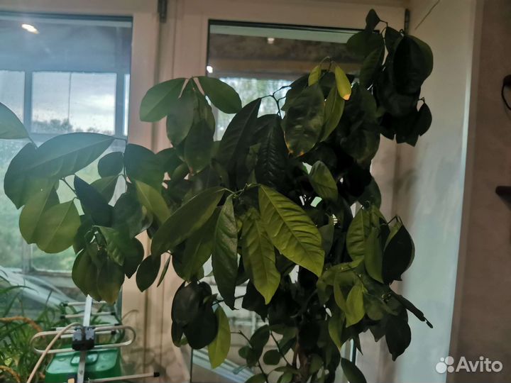 Мандариновое дерево