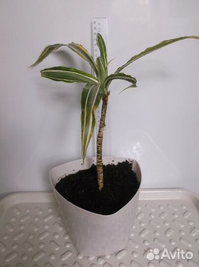 Пальма Драцена и Сансевиерия трехполосная 