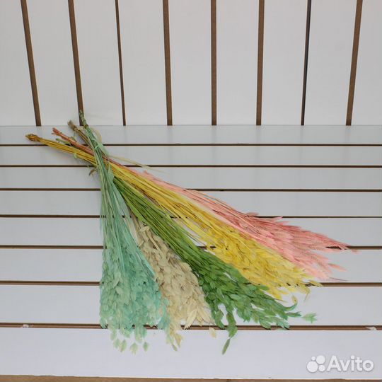 Сухоцветы Лагурус