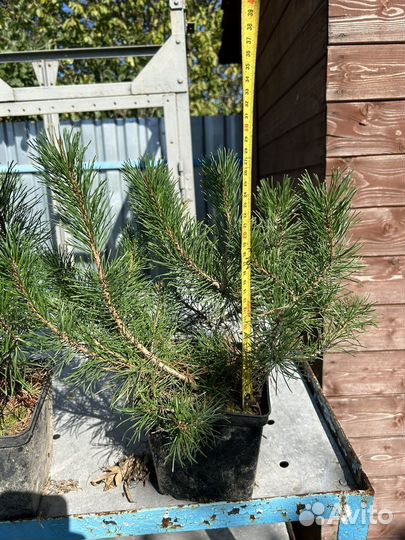 Карликовая горная сосна