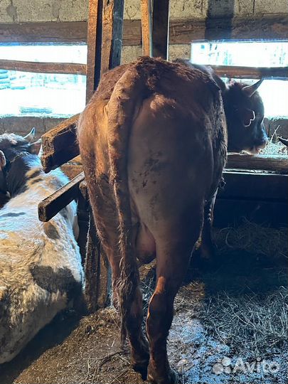 Быки на племя