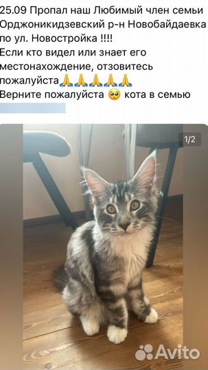 Потерялся котенок