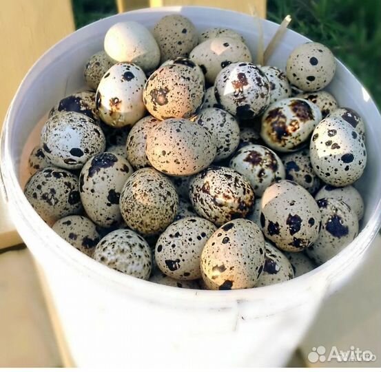 Яйца перепелиные