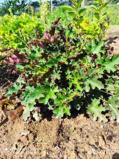 Тимьян (чебрец), Кипарисовик, Гейхера