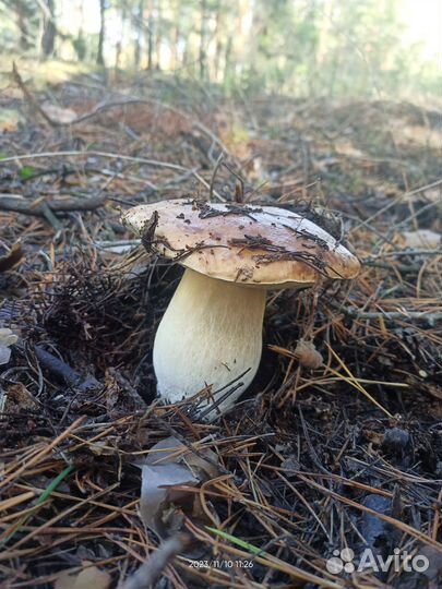 Белый гриб свежий