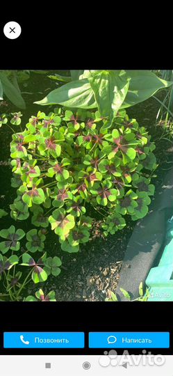 Кислица Оксалис -Айрон крос