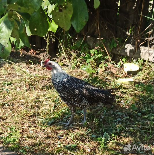 Петухи русская хохлат,брама,легбар,бреккель серебр