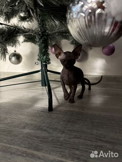 Котёнок породы Сфинкс