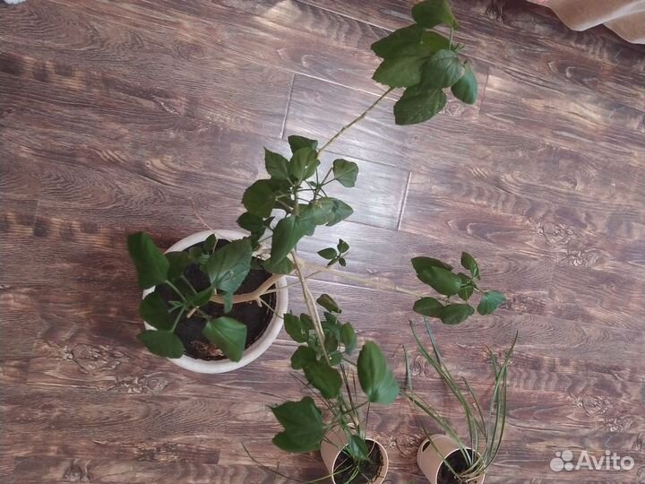 Гибискус декабрист выскочка