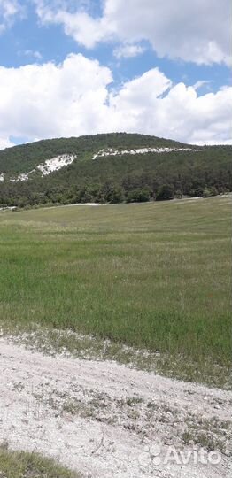 Травы в пучках Зверобой Душыца Полынь Железница