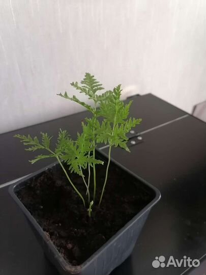 Папоротники