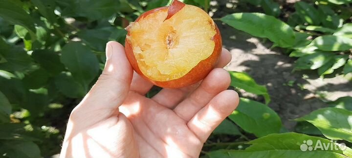 Саженцы Сливы Бербанк Гигант