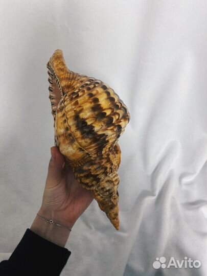 Морская раковина Харония Тритонис 26 см + коралл