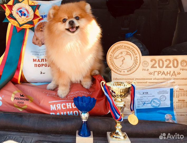 Шпиц вязка.Кобель с Прекрасной родословной ждёт да