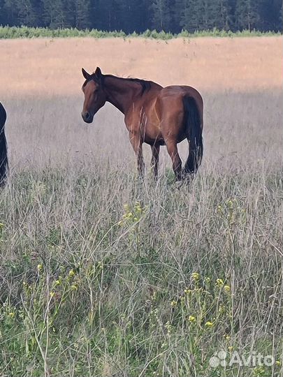 Продается лошадь