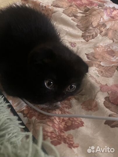 Шотландский кот