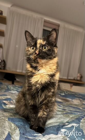 Кошка в дар