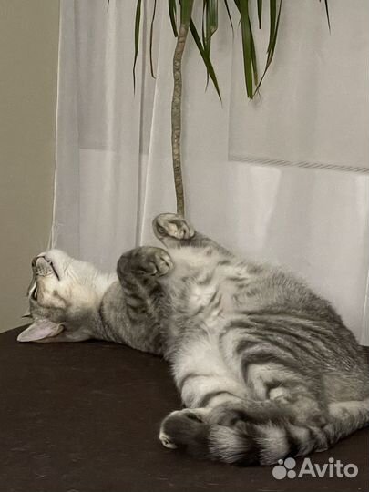 Кошка в добрые руки
