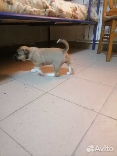 Стафр девочка