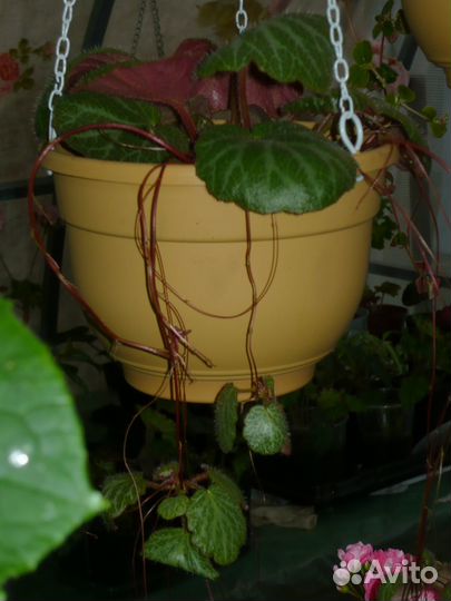 Комнатные цветы