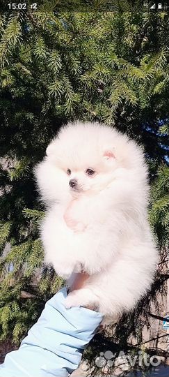 Щенок шпица