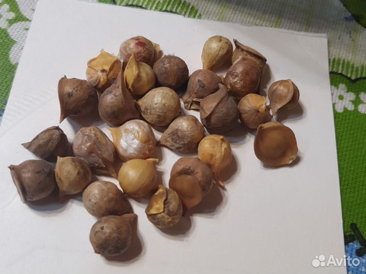 Чеснок яровой и другое