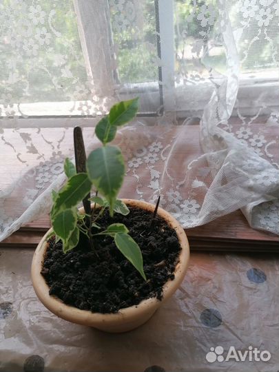 Продам комнатные цветы