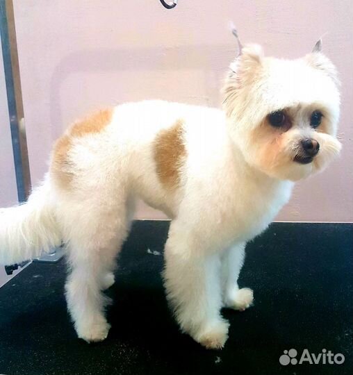 Стрижка собак