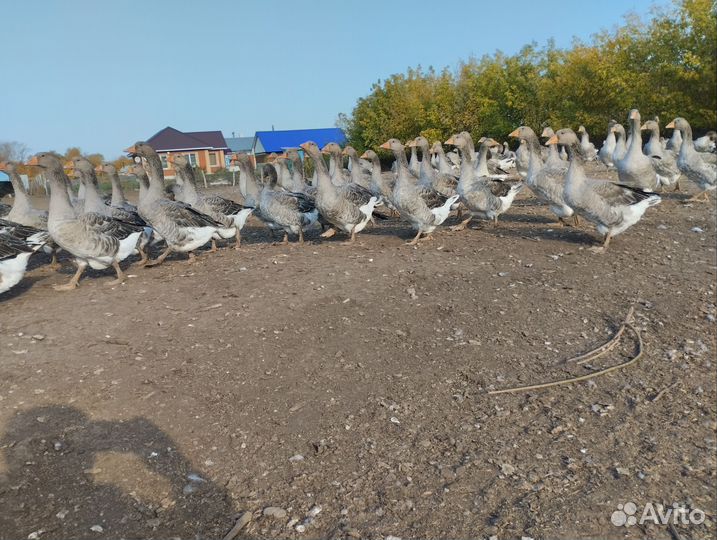 Гуси живьем