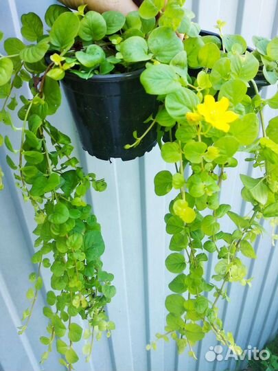 Вербейник монетчатый (лизимахия), чай луговой