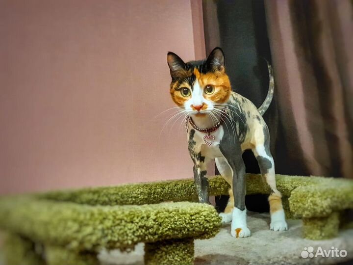 Грумер. Стрижка и вычес кошек (возможен выезд)