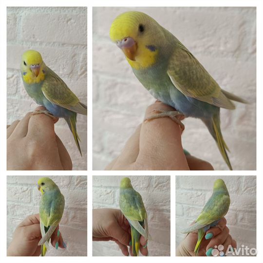 Радужные птенцы самочки 30-35 дней