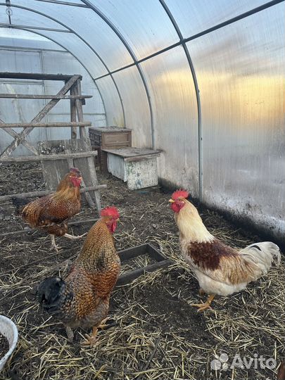 Молодые петухи