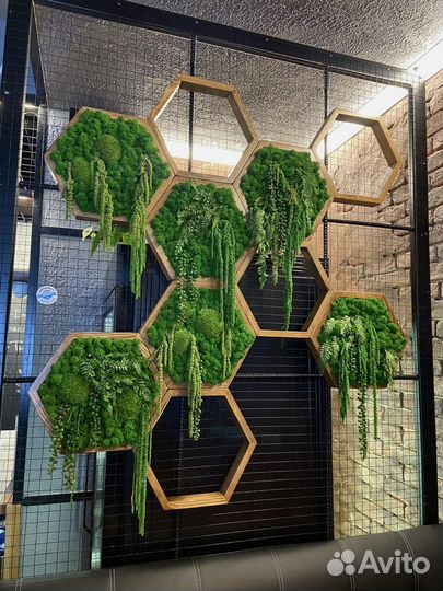 Соты со стабилизированным мхом